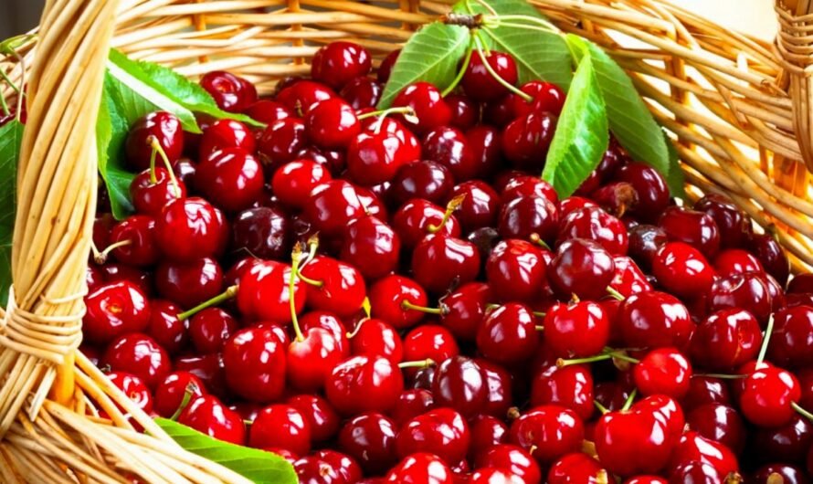 Fresh Cherries Market to Capture a CAGR of 7.85%, While Touching Approximately USD 92.80 billion By 2028 – Report by Introspective Market Research